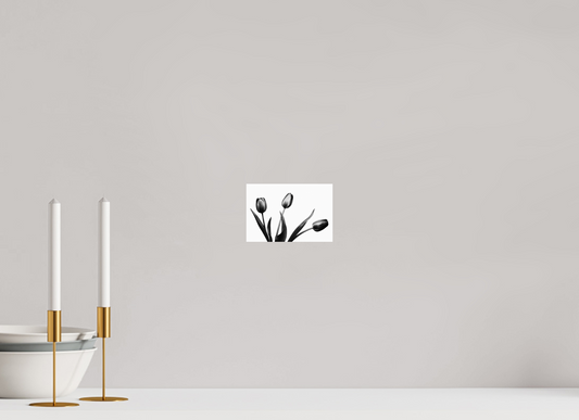 6 x 4″, -Giclée Fine Art Print Trio of Tulips Black and White Fine Art Photograph