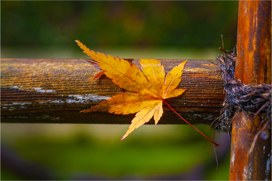 Main image After the Rain | Bamboo and Maple