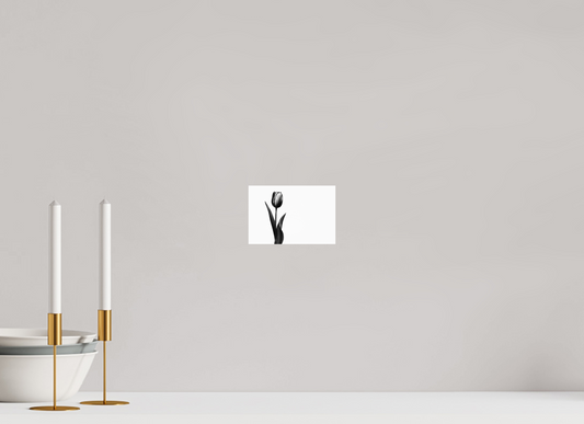 6 x 4″, -Giclée Fine Art Print Tulip Fine Art Black and White Photograph