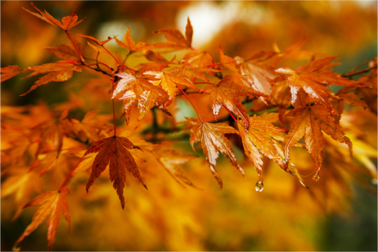 Main image After the Rain | Japanese Garden Maple