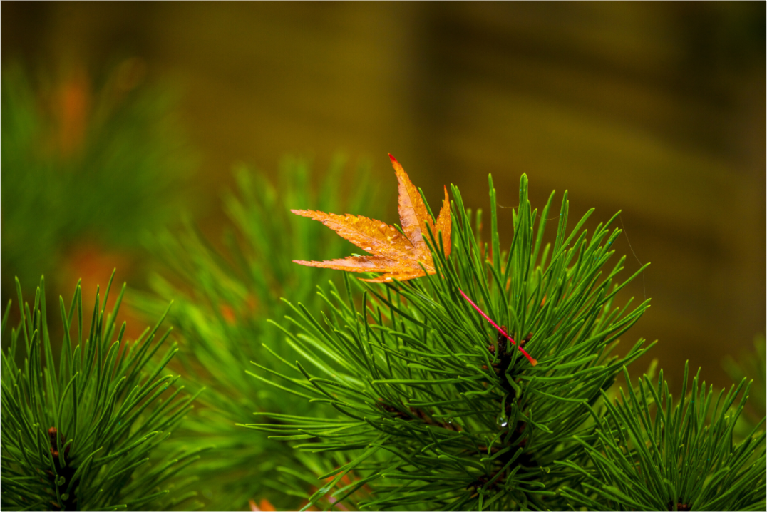 Main image After the Rain | Maple on Pine