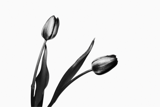 Main image Pair of Tulips Black and White Fine Art Photograph