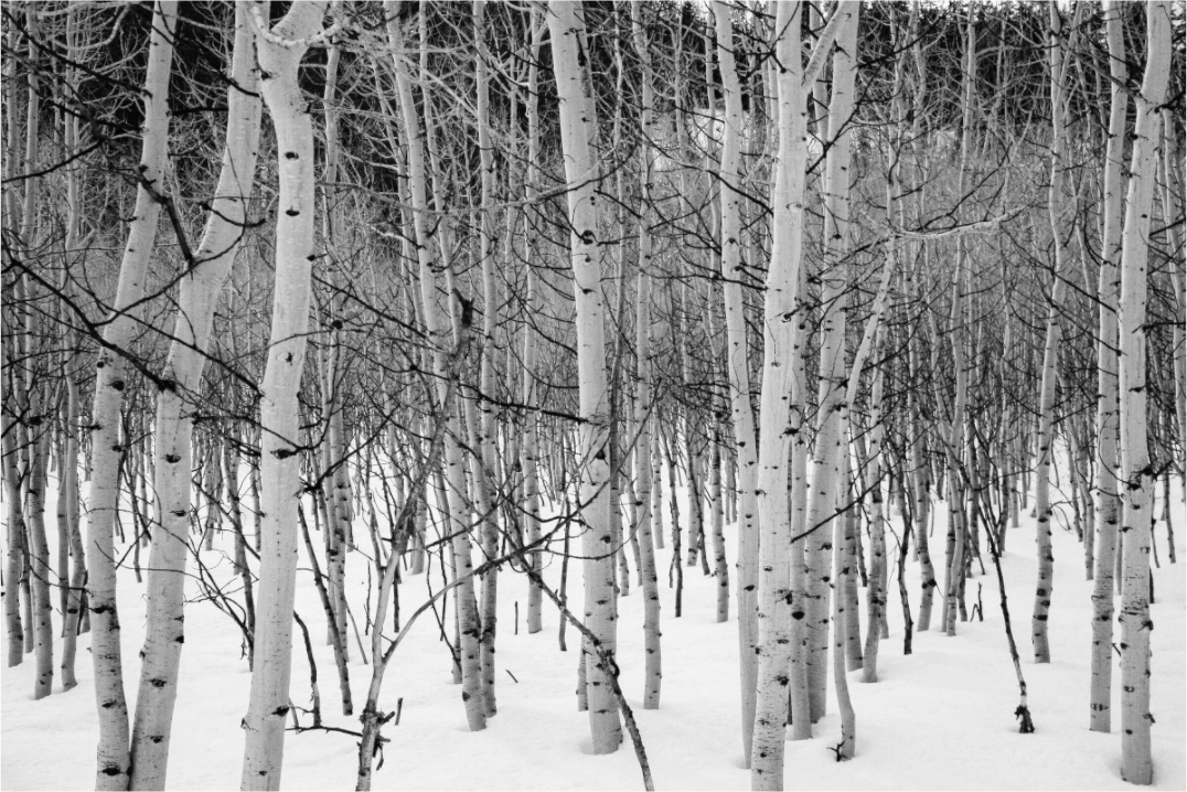 Main image Wasatch Aspen