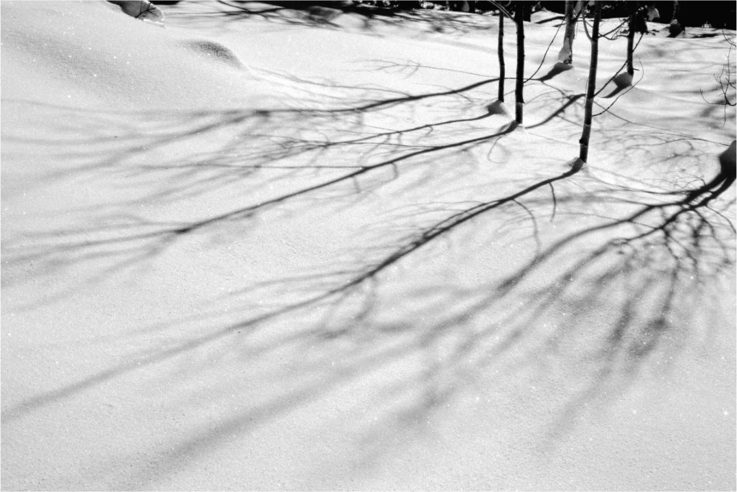 Main image Aspen Shadows | Shadow Play on the Snow: A Winter Study in Black and White