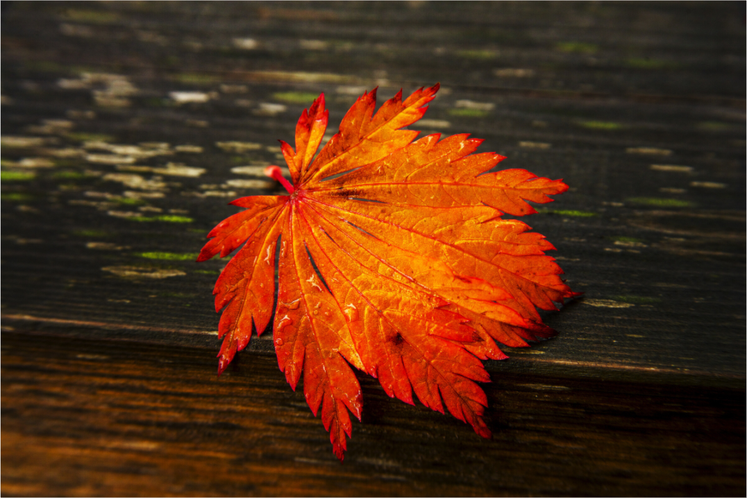 Main image After the Rain | Leaf on Wood