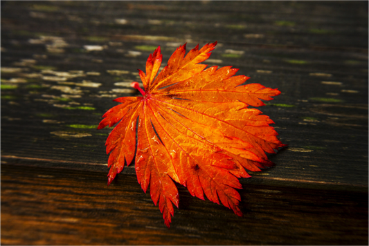 Main image After the Rain | Leaf on Wood