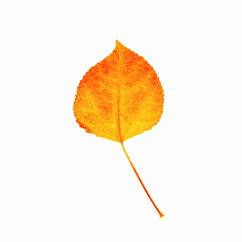 Main image Aspen Leaf