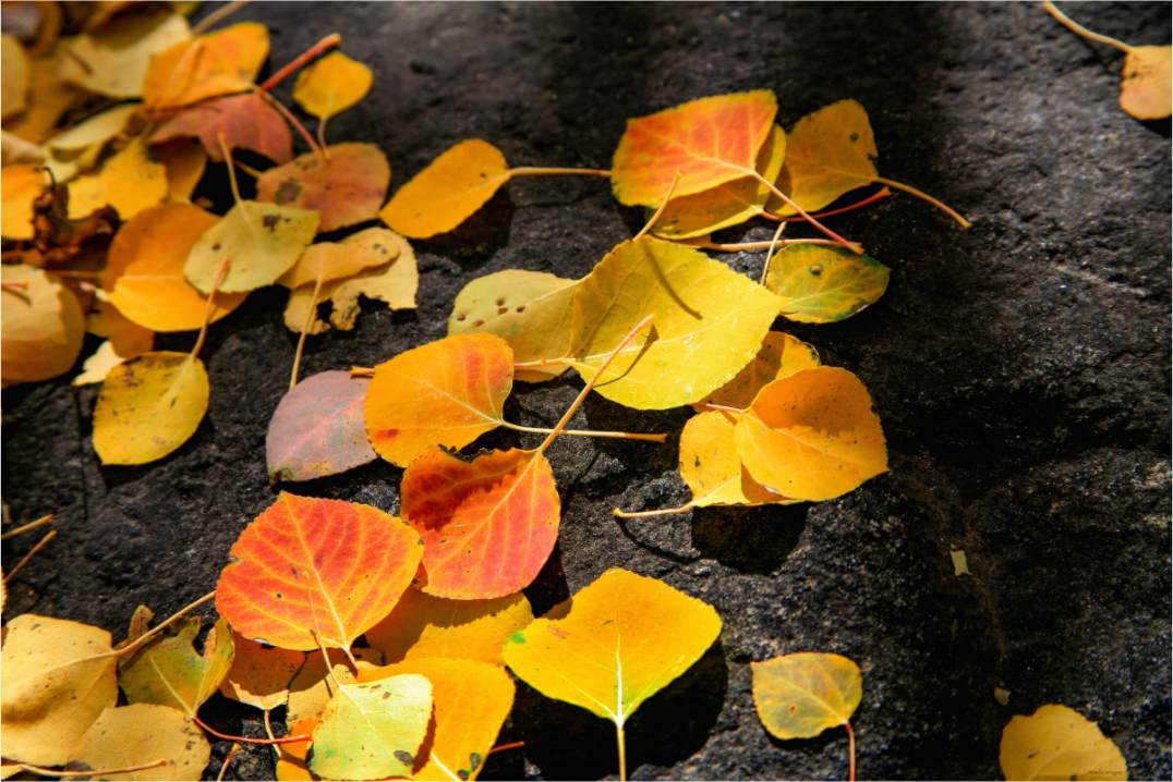 Main image Autumn Aspen Leaves on Stone