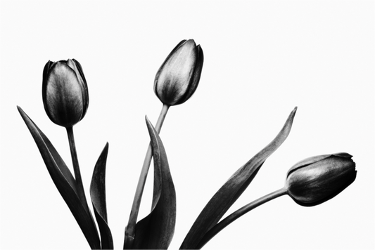 Main image Trio of Tulips Black and White Fine Art Photograph
