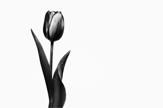 Main image Tulip Fine Art Black and White Photograph